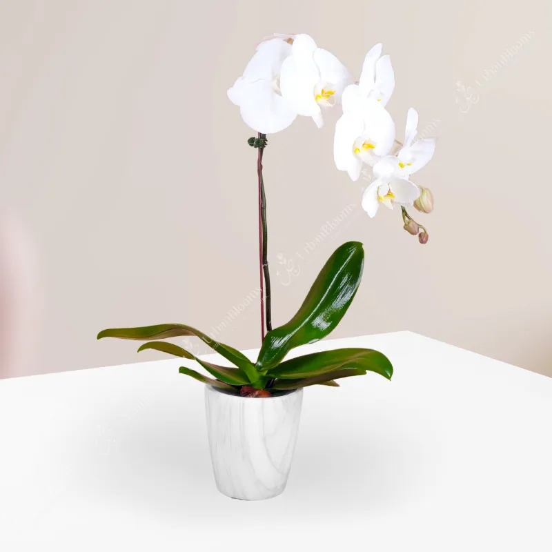 Ceramic White Pot With Orchid White